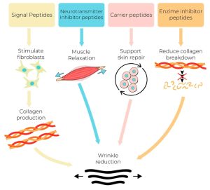 Collagen Signaling Pathway