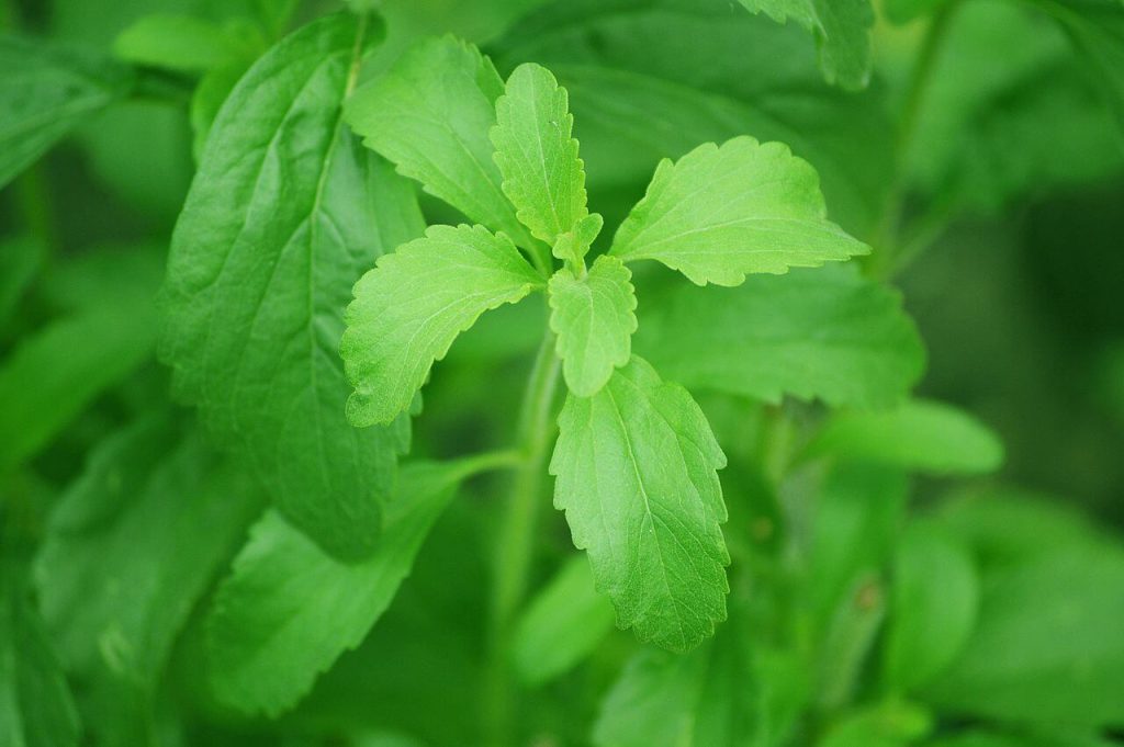Rebaudioside M natural stevia sweetener